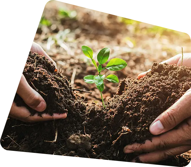 Plantation